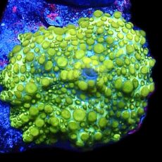 WYSIWYG Lemon Bounce Mushroom A23