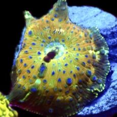 WYSIWYG Sapphire Bounce Mushroom A24