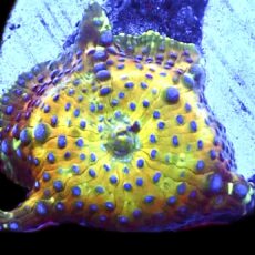 WYSIWYG Sapphire Bounce Mushroom A25