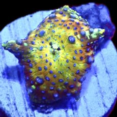 WYSIWYG Sapphire Bounce Mushroom A27