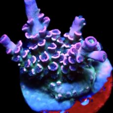 WYSIWYG 20F Parma Violet Acropora Tenius