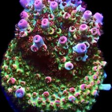 WYSIWYG 22G Bill Murray Acropora Frag