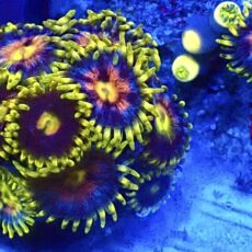 WYSIWYG  Zoanthid Frag C22