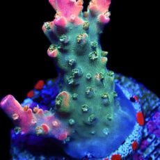 WYSIWYG 18G Rainbow Paletta Acropora