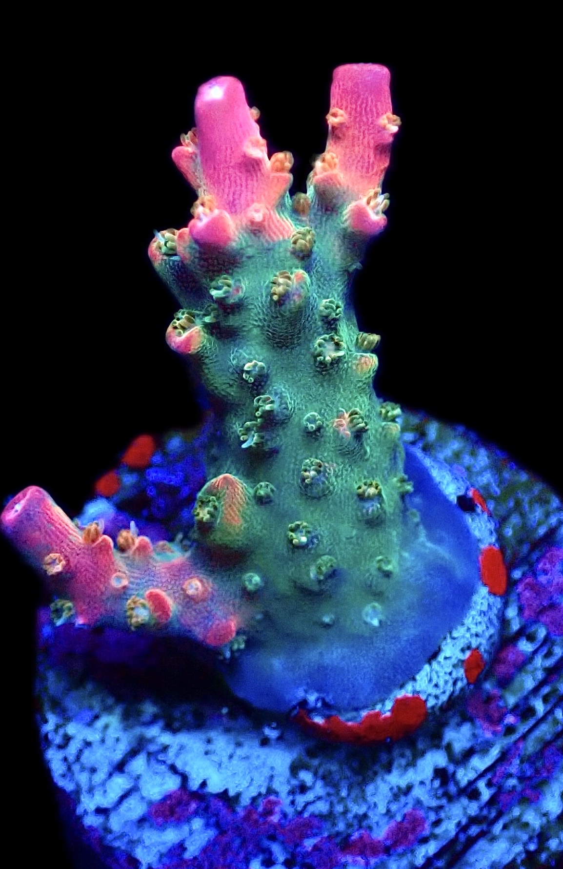 WYSIWYG 18G Rainbow Paletta Acropora