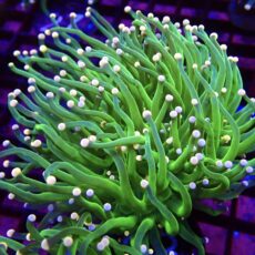 WYSIWYG Cotton Candy Torch Euphyllia Double Head 28