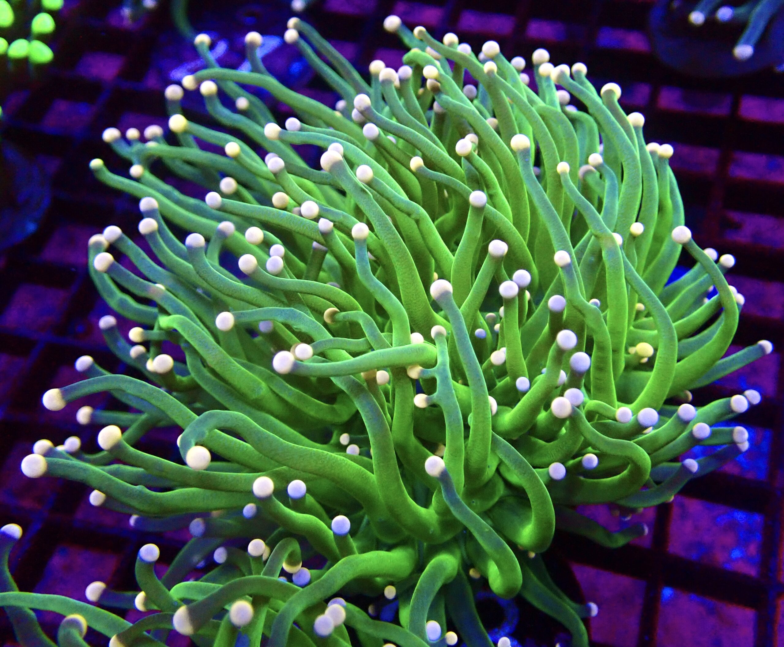 WYSIWYG Cotton Candy Torch Euphyllia Double Head 28