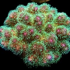WYSIWYG M5 Amethyst Gem Pocillopora Colony