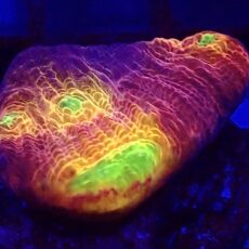 WYSIWYG  A2 Tropicana Chalice Frag