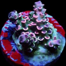 WYSIWYG 21D Parma Violet Acropora Tenius