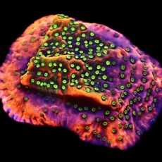WYSIWYG M25 Tropic Thunder Montipora Frag