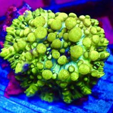 WYSIWYG Lemon Bounce Mushroom 30F
