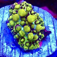 WYSIWYG Lemon Bounce Mushroom 31F