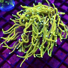 WYSIWYG Ultra Hellfire Gold Torch Euphyllia Double Head 13