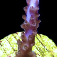 WYSIWYG 15C Baby Blue Staghorn Acropora Frag