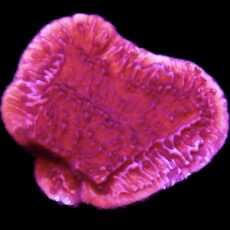 WYSIWYG 10E Purple Plating Montipora Frag