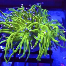 WYSIWYG  Pink And Blue Tip Fluorescent Torch Euphyllia 40