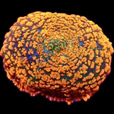 WYSIWYG 32H Ultra Rhodactis Mushroom