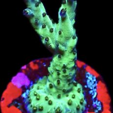 WYSIWYG 17i Pearlberry Acropora
