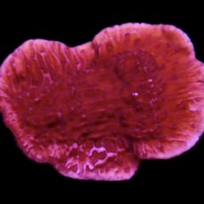 WYSIWYG 22B Purple Plating Montipora Frag