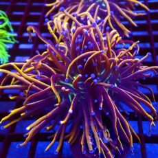 WYSIWYG 24K Torch Euphyllia 67