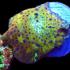 WYSIWYG 32G Blue Spotted Discosoma Mushroom