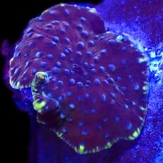 WYSIWYG 33D Purple/Blue Skittles Discosoma Mushroom