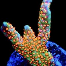WYSIWYG 19B Ultra Forest Fire Montipora