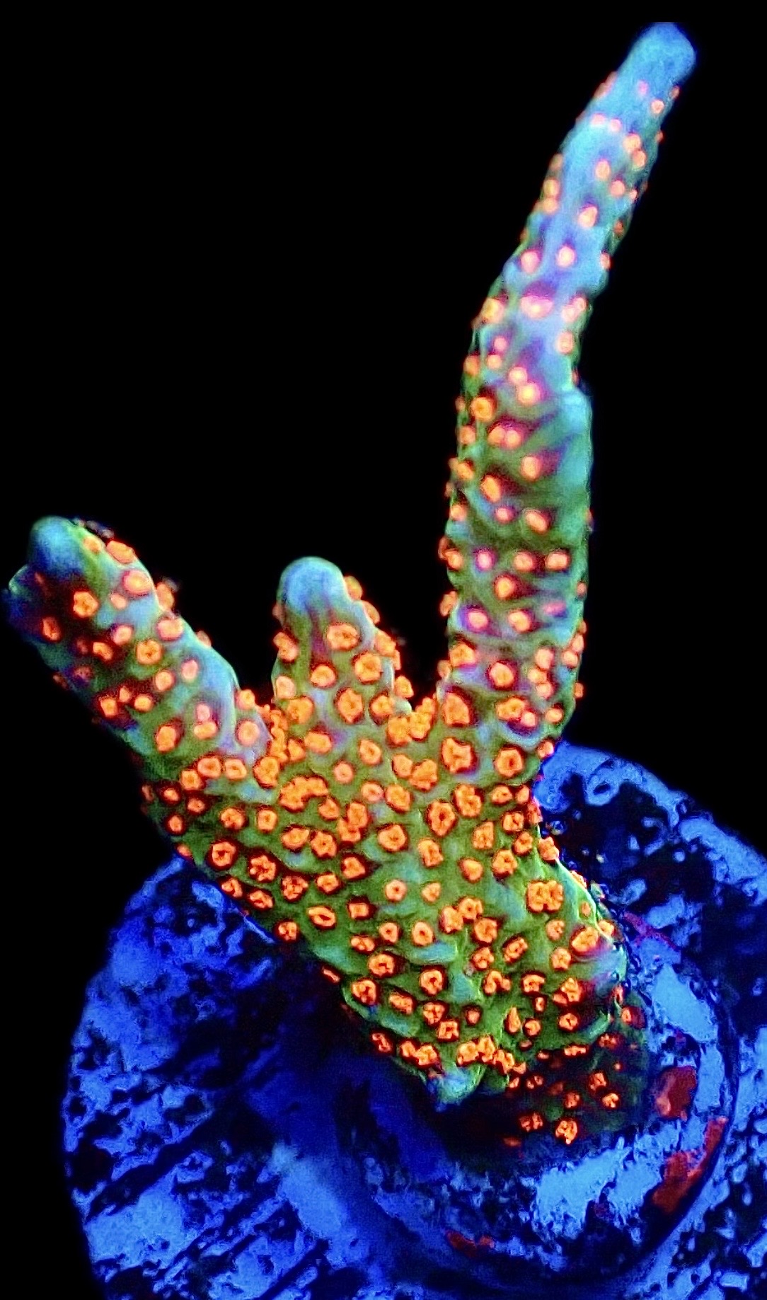 WYSIWYG 19B Ultra Forest Fire Montipora