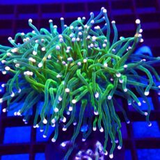 WYSIWYG  Pink And Blue Tip Fluorescent Torch Euphyllia 52
