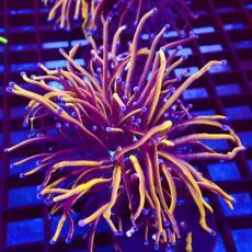 WYSIWYG 24K Torch Euphyllia Double Head 66