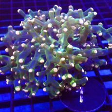 WYSIWYG Ultra Orange Tip Emerald Frogspawn 1