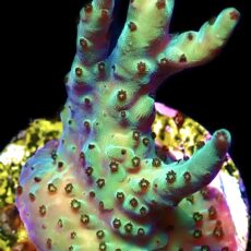 WYSIWYG 14E Pearlberry Acropora