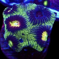 WYSIWYG Lemon Flare Favia Frag 1