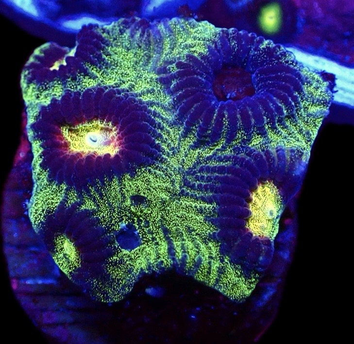 WYSIWYG Lemon Flare Favia Frag 1