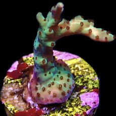 WYSIWYG 12H Pearlberry Acropora Frag