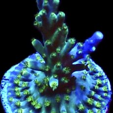 WYSIWYG 18F Acropora Tricolour