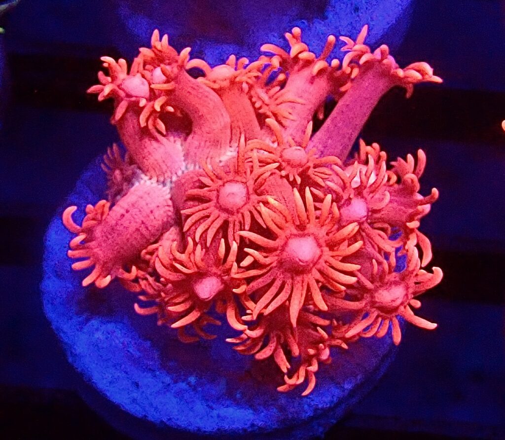WYSIWYG Aussie Red Goniopora 87