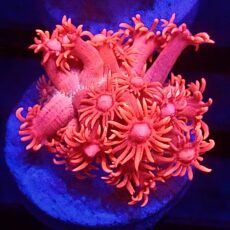 WYSIWYG Aussie Red Goniopora 87