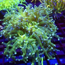 WYSIWYG Atomic Glow Frogspawn Double Head 18