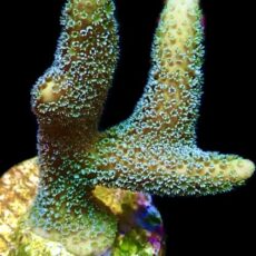 Lemon/Lime Montipora Digitata