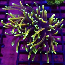 WYSIWYG Hellfire Gold Torch Euphyllia Double Head 1