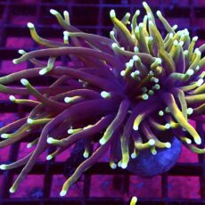 WYSIWYG Hellfire Gold Torch Euphyllia Double Head 22