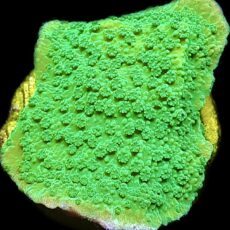 WYSIWYG 12B Green Goblin Montipora Frag