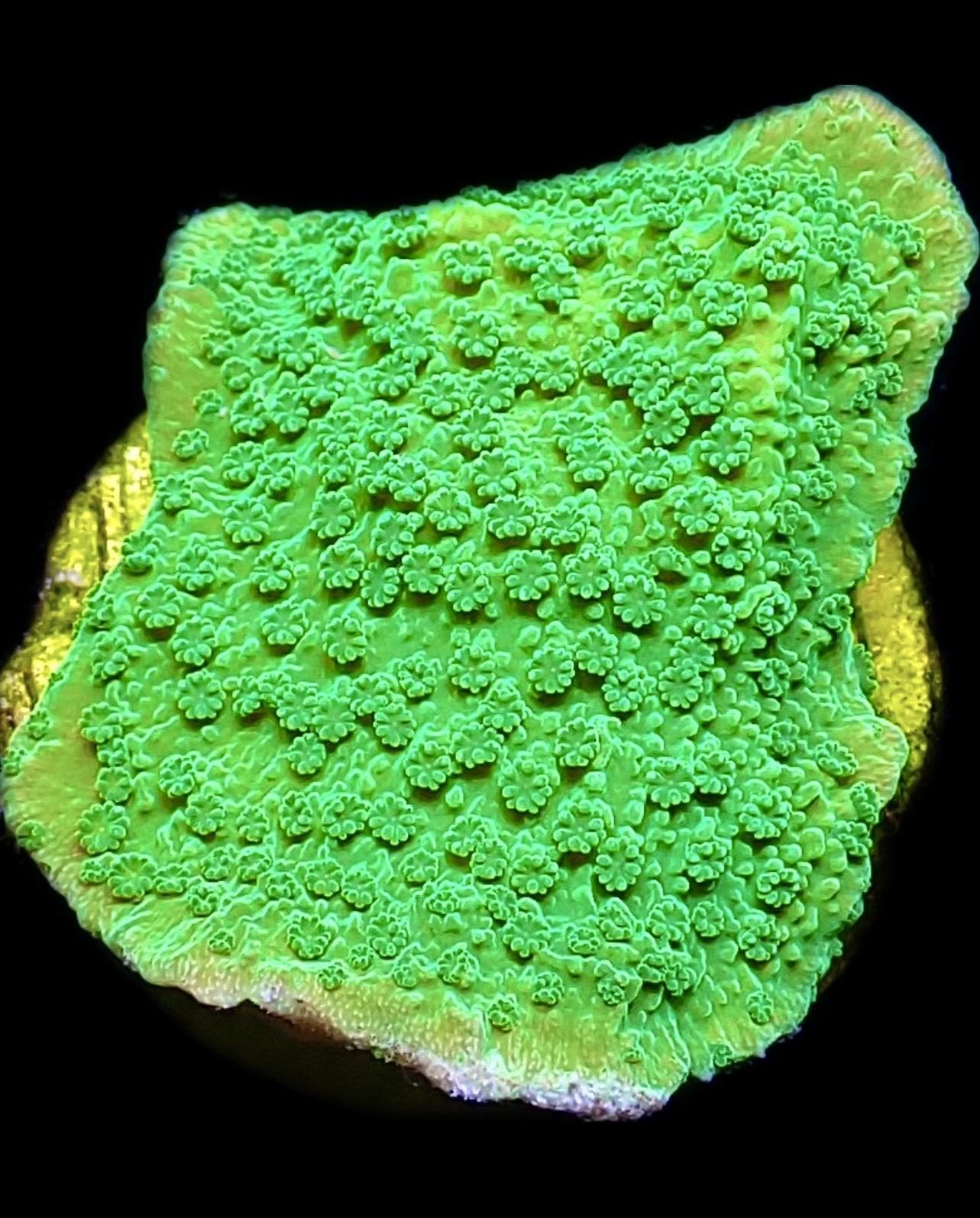 WYSIWYG 12B Green Goblin Montipora Frag