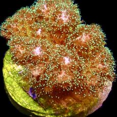 WYSIWYG 14B Sparkling Tinsel Pocillopora