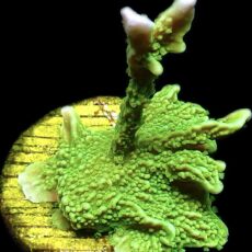 WYSIWYG 7J Elkhorn Montipora Frag