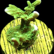 WYSIWYG 10J Elkhorn Montipora Frag