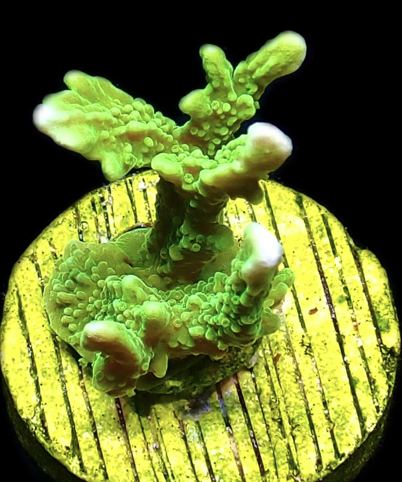 WYSIWYG 10J Elkhorn Montipora Frag