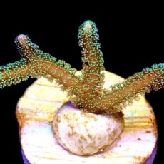 WYSIWYG 7G Fibre Optic Seriatopora Frag